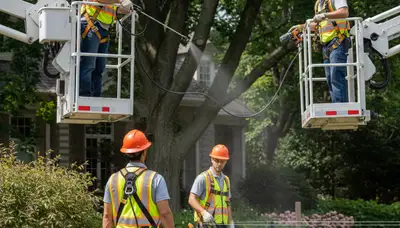 Deer deterrent tree and landscape protection services in Easton, PA for Arbor Tree Care