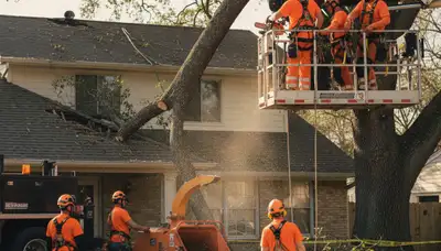 Emergency tree service crew removing storm-damaged trees in Easton, PA