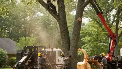 Tree removal crew safely cutting a hazardous tree in Easton, PA