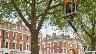 Tree service team in Easton, PA providing professional tree care and removal services