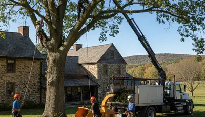 Tree service crew in Easton, PA providing professional tree removal and trimming services